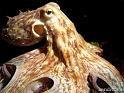 Pulpo comun ( Octopus vulgaris )5